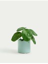 Marks & Spencer Marks & Spencer Pilea umjetni mini lonac za biljke