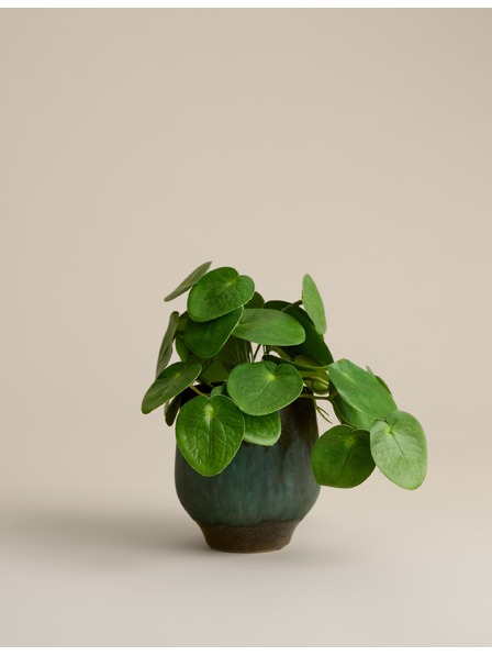 Marks & Spencer Umjetna biljka pilea u keramickom saksiji Marks & Spencer zelena
