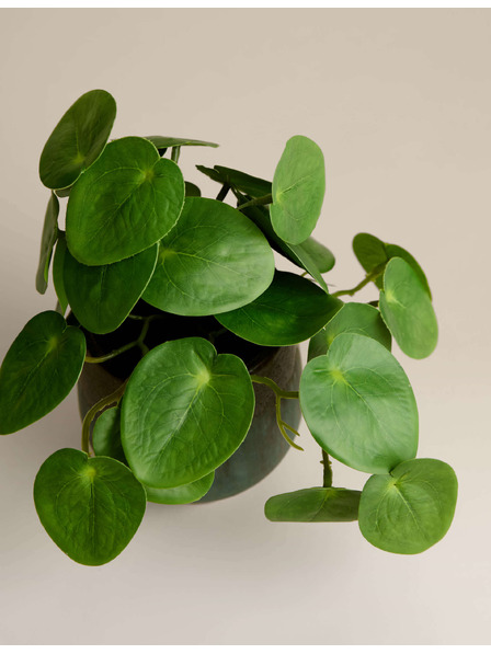 Marks & Spencer Umjetna biljka pilea u keramickom saksiji Marks & Spencer zelena